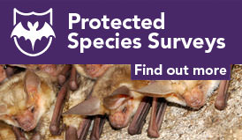 Protected species surveys