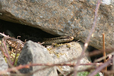Adder under a rock