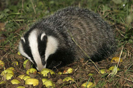 Badger Badger