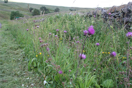 Botanical Botanical