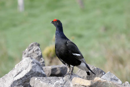 Black grouse Black grouse