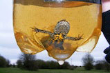Captured Newt from surveying - 02