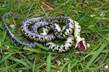 Grass snake playing dead