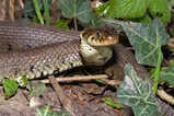 Grass snake in foliage