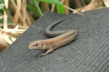 Common lizard