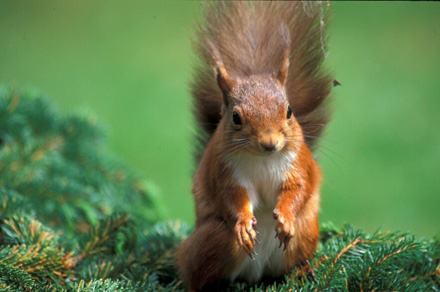 Red squirrel Red squirrel