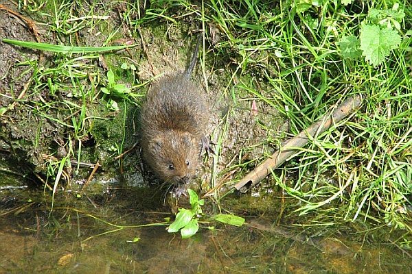Water vole at the side of a stream