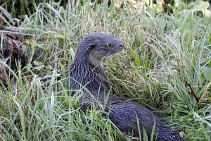 Otter down by a grassy bank