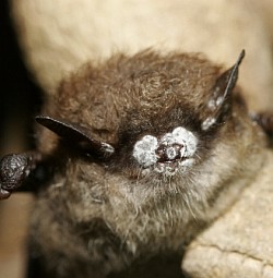 Bat suffering with white nose syndrome