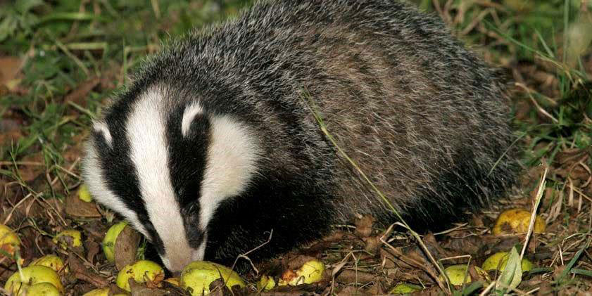 Badger