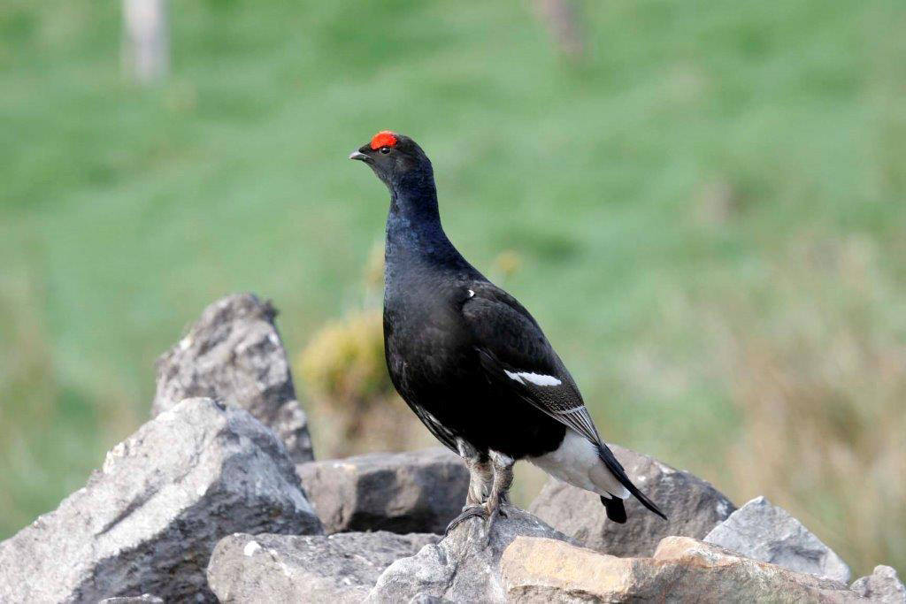Black Grouse on a rock