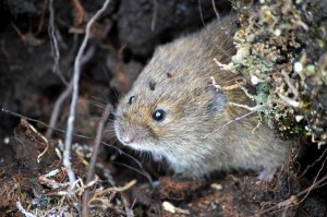 Field vole down by the bank